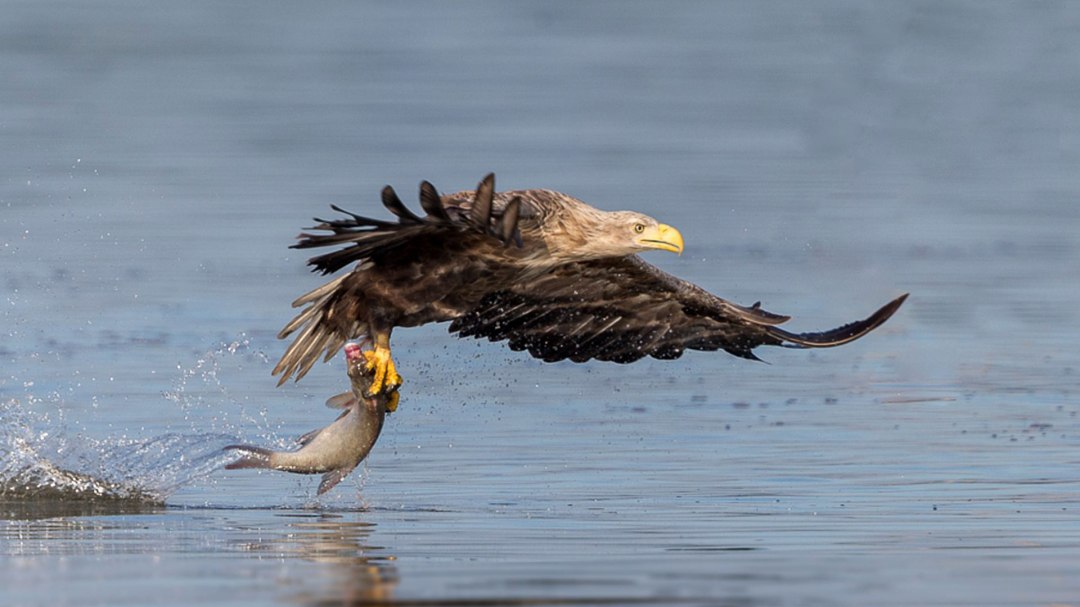 Erfolgreiche morgendliche Fischjagd, © Eric Dienesch
