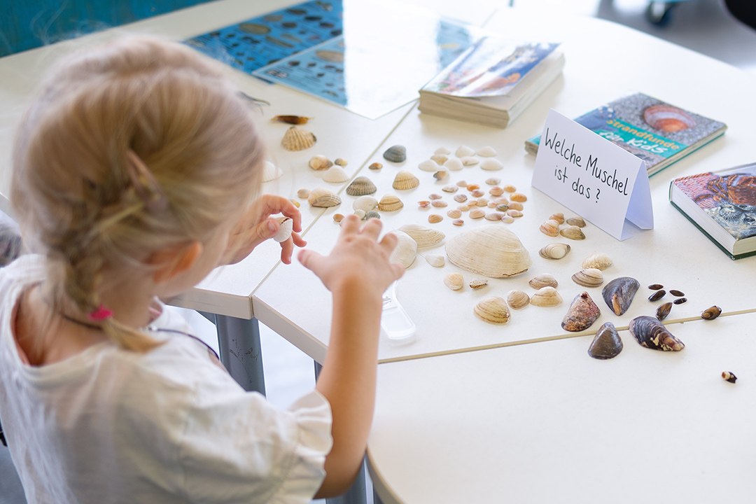Am Strand sind viele verschiedene Muschelschalen zu finden // © Anke Neumeister/Deutsches Meeresmuseum Am Strand sind viele verschiedene Muschelschalen zu finden // © Anke Neumeister/Deutsches Meeresmuseum