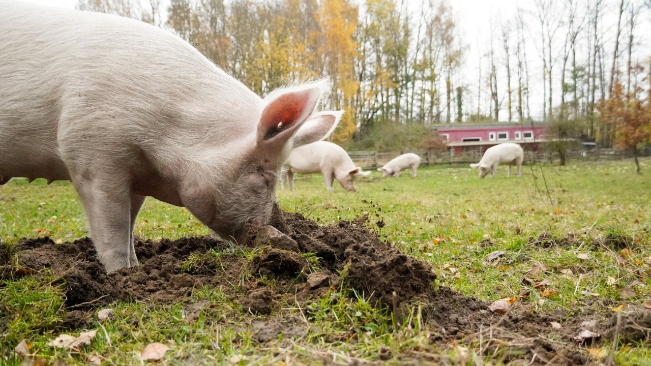 &copy; Land der Tiere