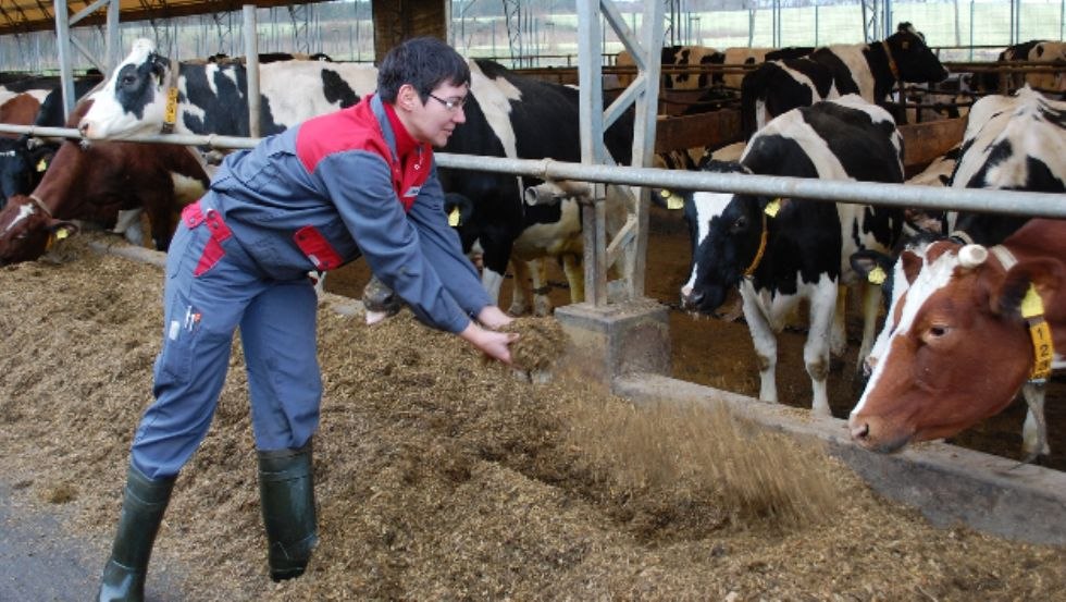 Kuh-TV sendet live aus dem Stall und zeigt so den Blick hinter die Kulissen, &copy; Peeneland Agrar GmbH