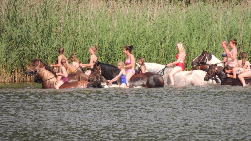In der Region Goldberg-Mildenitz mit Pferden ins Wasser reiten // © Tourismusverein Waelder, Seen und Mehr e.V. In der Region Goldberg-Mildenitz mit Pferden ins Wasser reiten // © Tourismusverein Waelder, Seen und Mehr e.V.