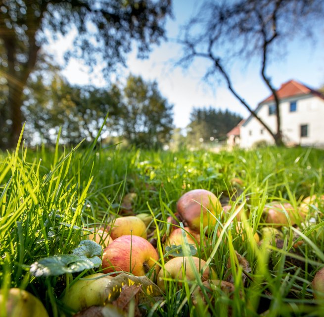 Streuobstwiese im Herrenhaus // &copy; Florian Foest
