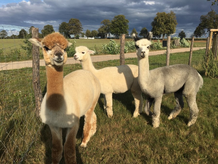 "Vleiers van de ziel" - Fleesensee alpaca's, © Fleesensee Alpakas "Vleiers van de ziel" - Fleesensee alpaca's, © Fleesensee Alpakas