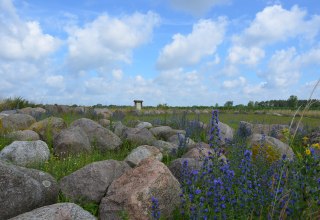 Findlingsgarten/ Mammut bei Carwitz, © Kurverwaltung Feldberger Seenlandschaft Findlingsgarten/ Mammut bei Carwitz, © Kurverwaltung Feldberger Seenlandschaft