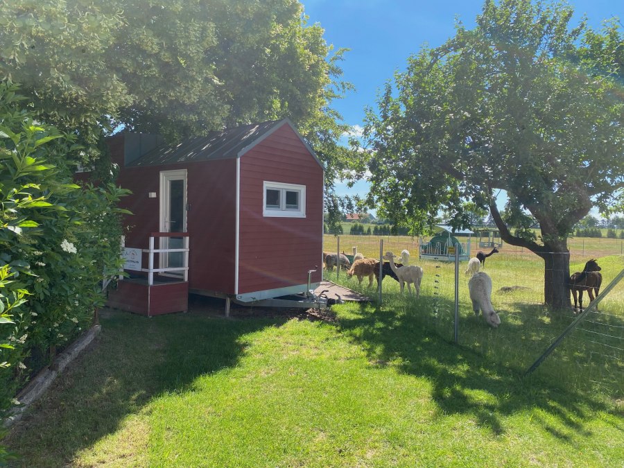 Tiny-House mit Blick auf die Alpakas, © Alpaka Idylle Tiny-House mit Blick auf die Alpakas, © Alpaka Idylle