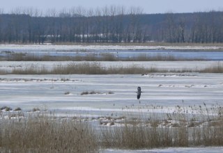 Der Große Rosin Anfang März, © Martin Hagemann Der Große Rosin Anfang März, © Martin Hagemann