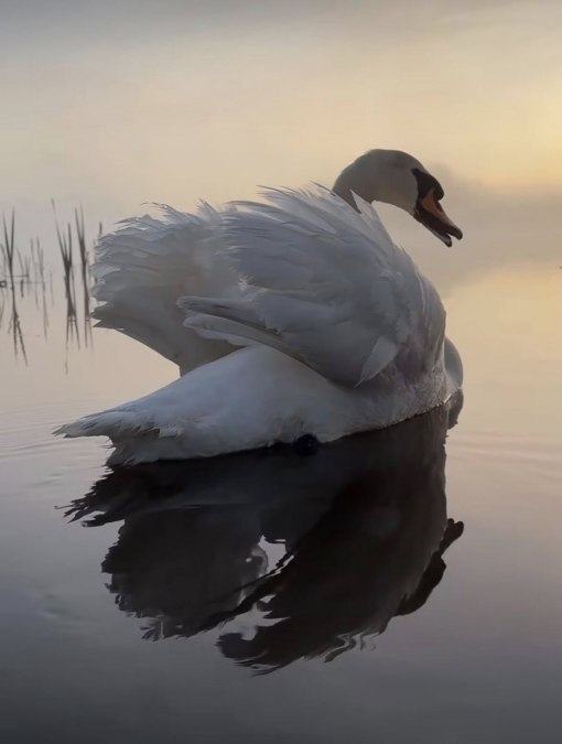 Saaler Schwäne 2, © TZ Südliche Boddenküste Saaler Schwäne 2, © TZ Südliche Boddenküste
