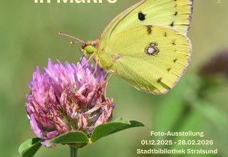 Ein Zitronenfalter sitzt auf einer Blüte des Rotklees, © Stadtbibliothek Stralsund Ein Zitronenfalter sitzt auf einer Blüte des Rotklees, © Stadtbibliothek Stralsund