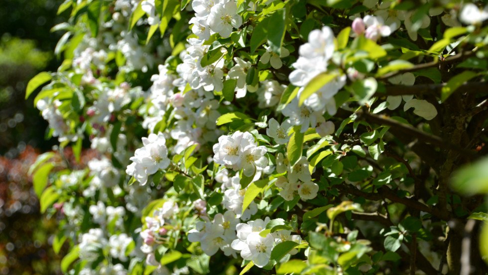 Detail haagtuin Schwerin // &copy; Tourismusverband Mecklenburg-Schwerin