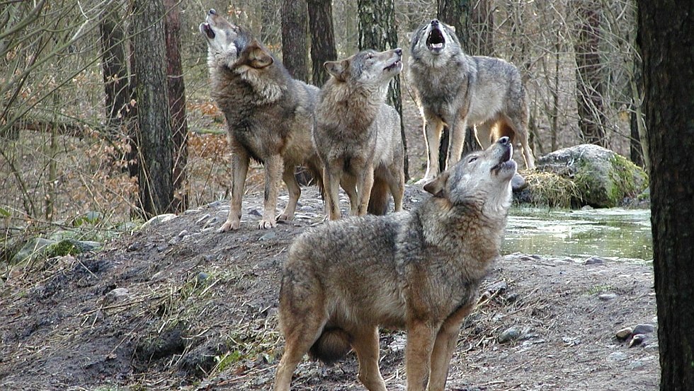 Das Wolfsrudel streift durch das Unterholz und stimmt zum gro&szlig;en Heulkonzert an, &copy; Wildpark-MV