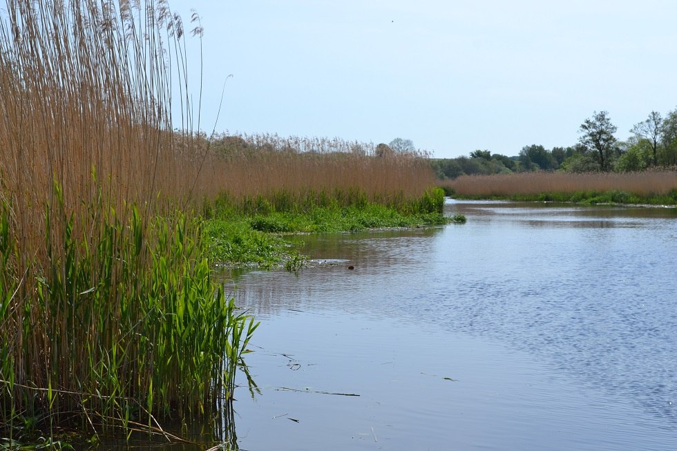 Recknitz mit Schilfgürtel, © Lutz Werner Recknitz mit Schilfgürtel, © Lutz Werner