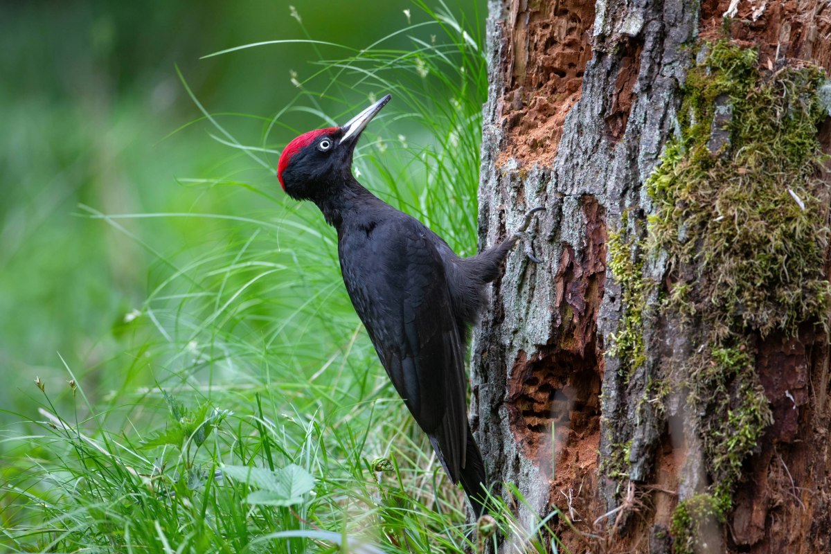 Leitmotiv_NDNFT_2026_Schwarzspecht_OliverRichter_Reservix, &copy; Oliver Richter