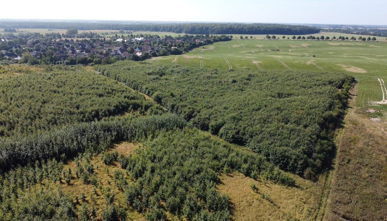 Klimawald Herren Steinfeld, &copy; Landesforst MV