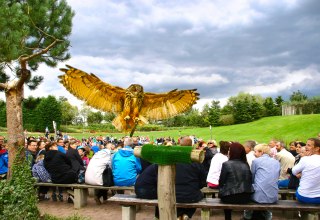 Uhu in der Flugshow, &copy; @ Vogelpark Marlow