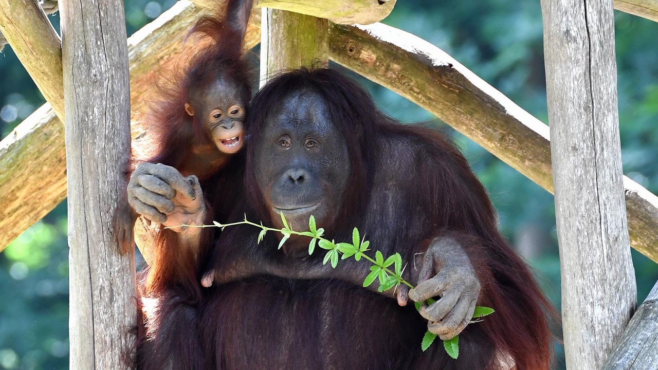 Orang-Utan-Tag im Zoo Rostock. // © Zoo Rostock/ Kloock Orang-Utan-Tag im Zoo Rostock. // © Zoo Rostock/ Kloock
