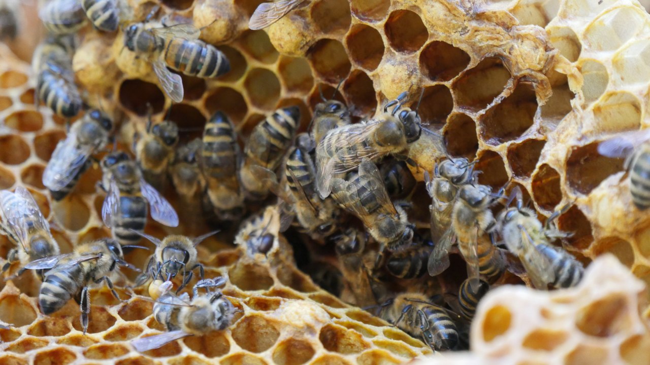 Bienen und Honigwaben im Zoo Rostock. // &copy; Zoo Rostock/ Seemann