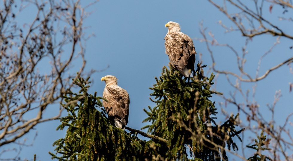 Seeadler-Tour im Elektroboot auf den Feldberger Seen // &copy; Frank Berg