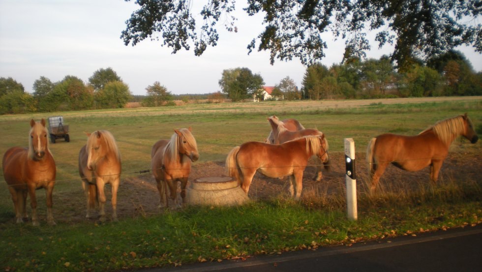 Die Haflinger des Haflingerhof-Tack erwarten Sie // &copy; Haflingerhof Tack/ Volker Tack