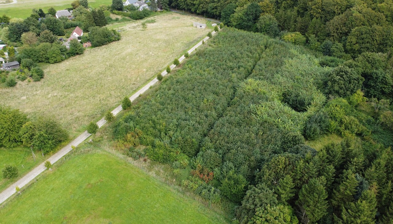 Klimawald Stubnitz, © Landesforst MV Klimawald Stubnitz, © Landesforst MV