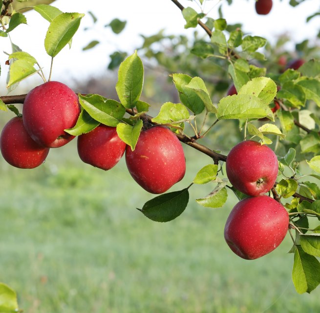 Gelungene Veredelung // &copy; Evelin Kartheuser