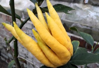 Buddhas Hand Zitrone (Citrus medica 'Digitata'), © Angela Pfennig Buddhas Hand Zitrone (Citrus medica 'Digitata'), © Angela Pfennig