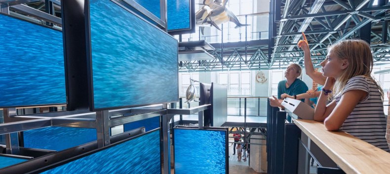Ein medial inszenierter Sardinenschwarm ist Teil der Eingangsinstallation im MEERESMUSEUM, die von drei Stockwerken aus erlebbar ist // © Anke Neumeister/Deutsches Meeresmuseum Ein medial inszenierter Sardinenschwarm ist Teil der Eingangsinstallation im MEERESMUSEUM, die von drei Stockwerken aus erlebbar ist // © Anke Neumeister/Deutsches Meeresmuseum