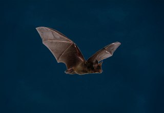 Besucht die Fledermaus-Nacht im Zoo Rostock. // &copy; Zoo Rostock