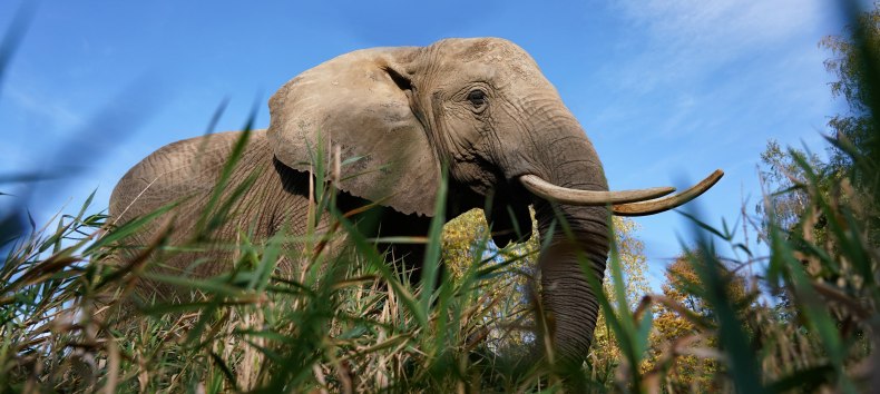 Elefantenhof Platschow - Unvergessliche Erlebnisse für die ganze Familie., © Elefantenhof Platschow Elefantenhof Platschow - Unvergessliche Erlebnisse für die ganze Familie., © Elefantenhof Platschow