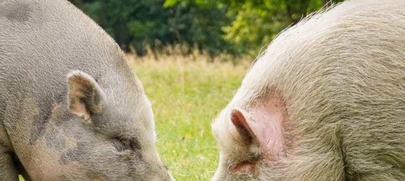 © Land der Tiere © Land der Tiere