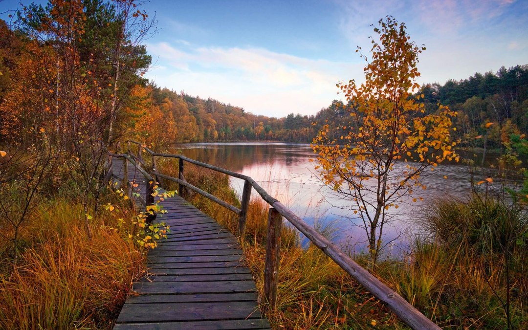 Holzbohlenweg im Müritz-Nationalpark // © MV-T/Allrich Holzbohlenweg im Müritz-Nationalpark // © MV-T/Allrich