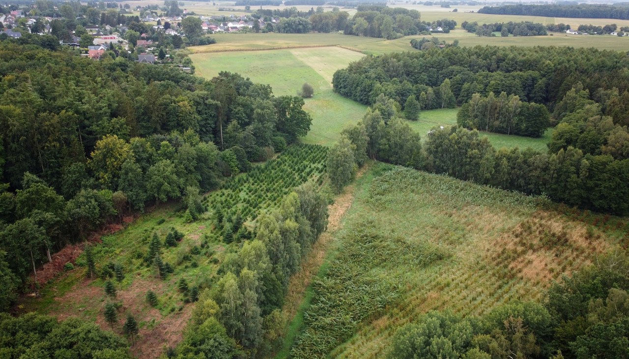 Klimaatbos Sehlen, &copy; Landesforst MV