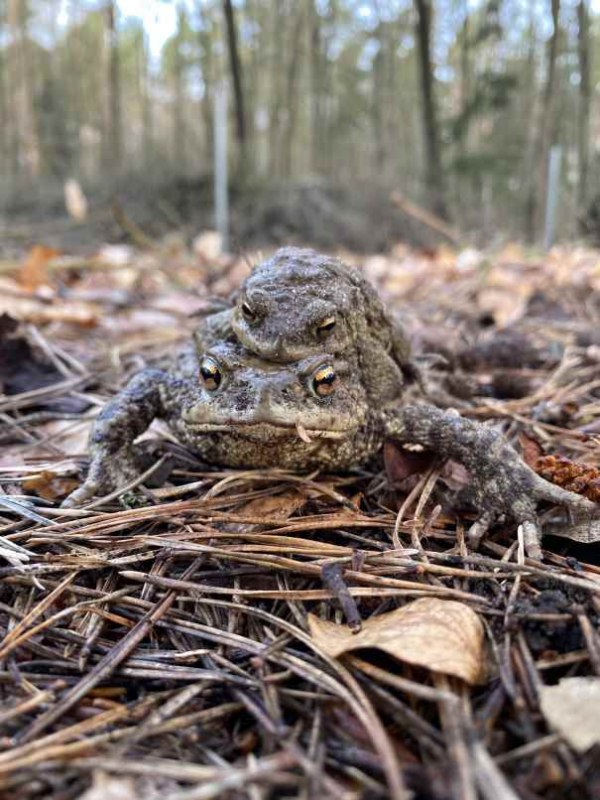&copy; Naturpark Feldberger Seenlandschaft M. Buhrtz