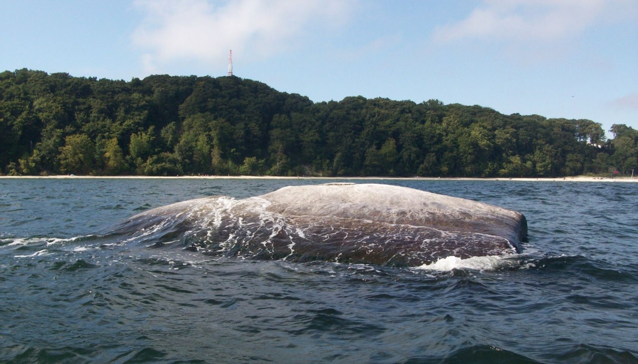 Buskamtage (c) Kurverwaltung Goehren, &copy; Kurverwaltung Goehren