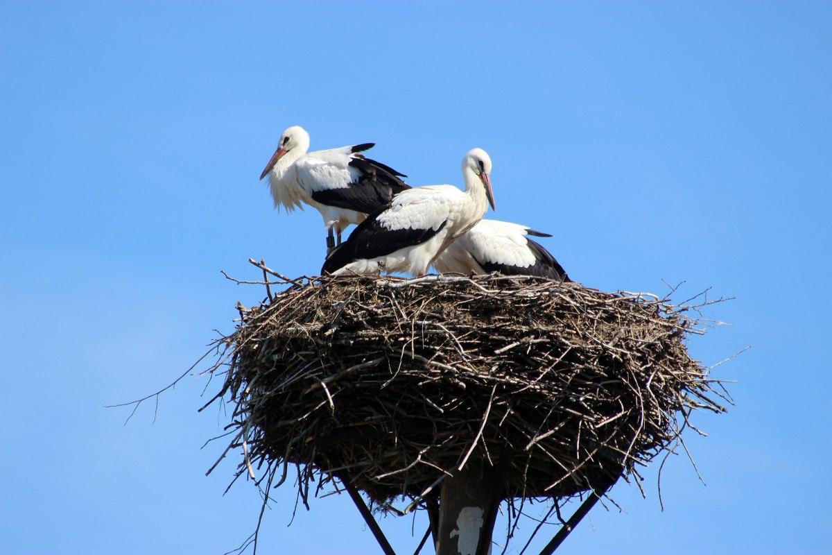 Ooievaars op een nesthulp // © Renate Colell Ooievaars op een nesthulp // © Renate Colell