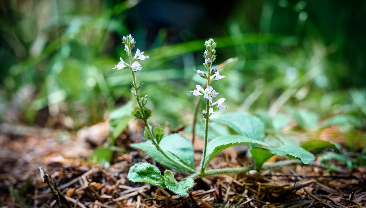 20230704-Kräuterwanderung-318-Foto-Burwitz-Pocha, © burwitz 20230704-Kräuterwanderung-318-Foto-Burwitz-Pocha, © burwitz