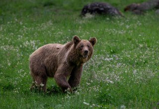 Braunb&auml;r Dasha im B&Auml;RENWALD M&uuml;ritz // &copy; B&Auml;RENWALD M&uuml;ritz | Riccardo und Marie Maywald
