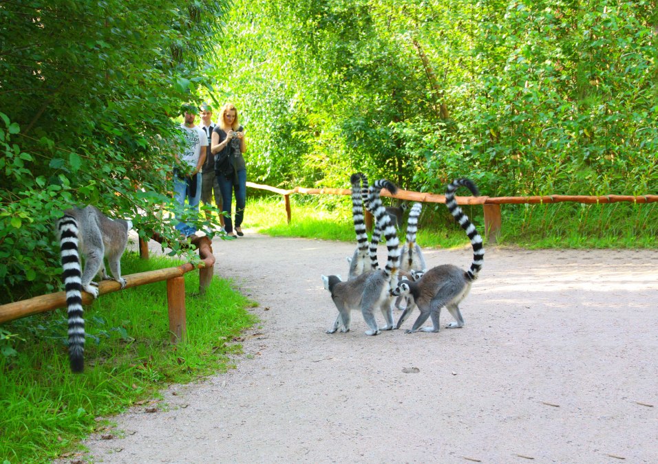 Kattas, © Vogelpark Marlow/Zöger Kattas, © Vogelpark Marlow/Zöger