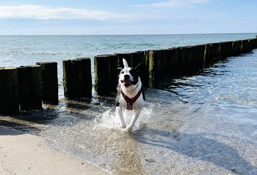 Gl&uuml;cklicher Hund rennt durch das flache Wasser am Ostseestrand vor h&ouml;lzernen Buhnen in der Sonne.        ChatGPT fragen