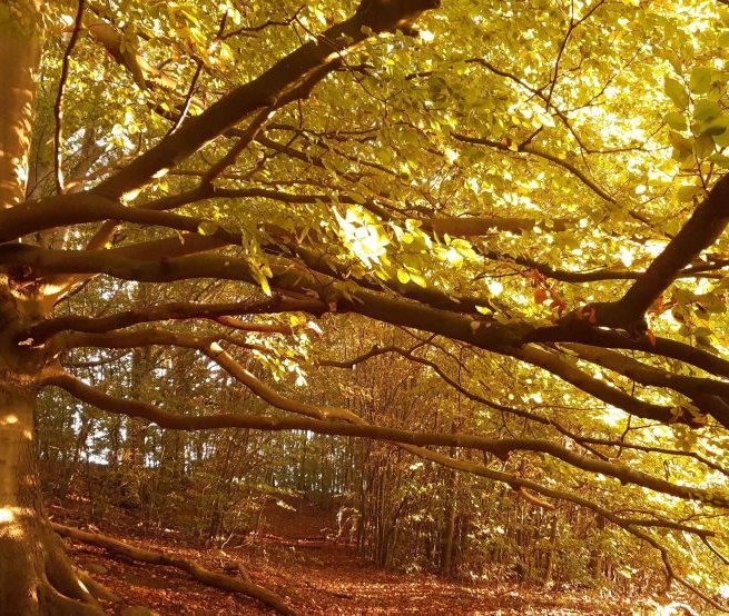 &copy; Susanne Behnke