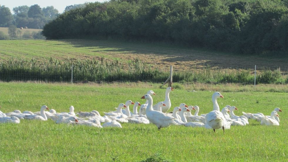 Die Gänse verbringen ihre Zeit von Sonnenaufgang bis Sonnenuntergang auf der Weide. Die Nächte verbringen sie auf Stroh gebettet im Stall. // © Grüner Gänsehof Die Gänse verbringen ihre Zeit von Sonnenaufgang bis Sonnenuntergang auf der Weide. Die Nächte verbringen sie auf Stroh gebettet im Stall. // © Grüner Gänsehof