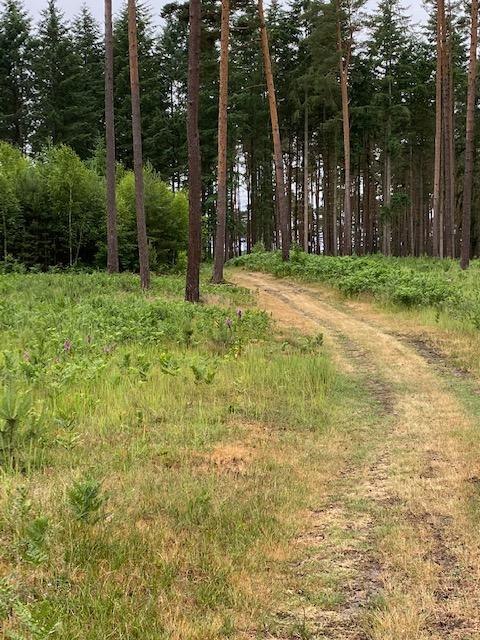 Zilpzalp Rundwanderweg, © Touristinformationen Wesenberg & Mirow, Mecklenburgische Kleinseenplatte Zilpzalp Rundwanderweg, © Touristinformationen Wesenberg & Mirow, Mecklenburgische Kleinseenplatte