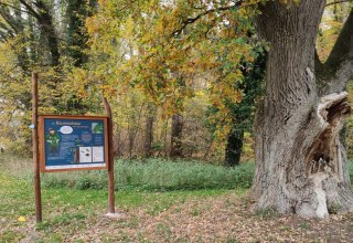 Beginn des Lehrpfads an alter Eiche hinter dem Forstamt Schuenhagen // © Liv E. Ipsen Beginn des Lehrpfads an alter Eiche hinter dem Forstamt Schuenhagen // © Liv E. Ipsen