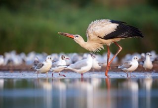 Weißstorch und Möven, © Thomas Hinsche Weißstorch und Möven, © Thomas Hinsche