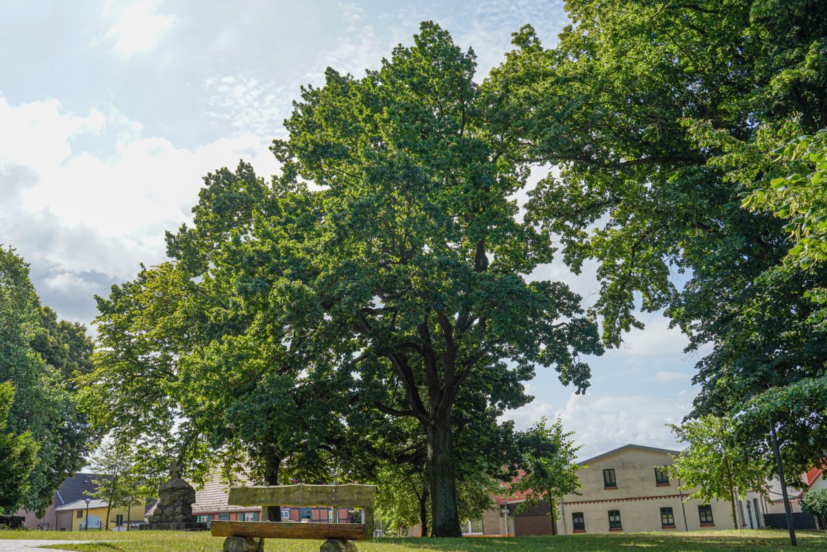Friedenseiche, &copy; Bernsteinstadt Ribnitz-Damgarten