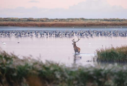 Ein Hirsch watet durch das flache Wasser bei Sonnenaufgang, umgeben von Schilf und einer Gruppe Kraniche im Hintergrund.