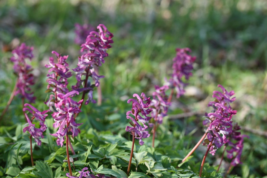 25-04-12 Wo der Lerchensporn, GMZ, © Gudrun Marin-Ziegler