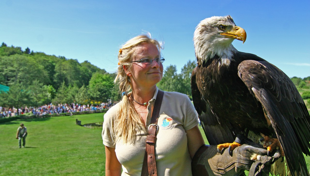 Weißkopfseeadler in der Flugshow, © Vogelpark Marlow/Zöger Weißkopfseeadler in der Flugshow, © Vogelpark Marlow/Zöger