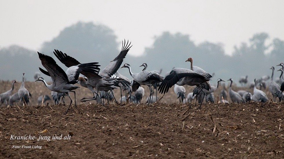 Kraniche auf dem Feld // © Frank Liebig Kraniche auf dem Feld // © Frank Liebig