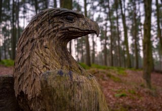 Adler im Wald // © danielmanastireanu Adler im Wald // © danielmanastireanu