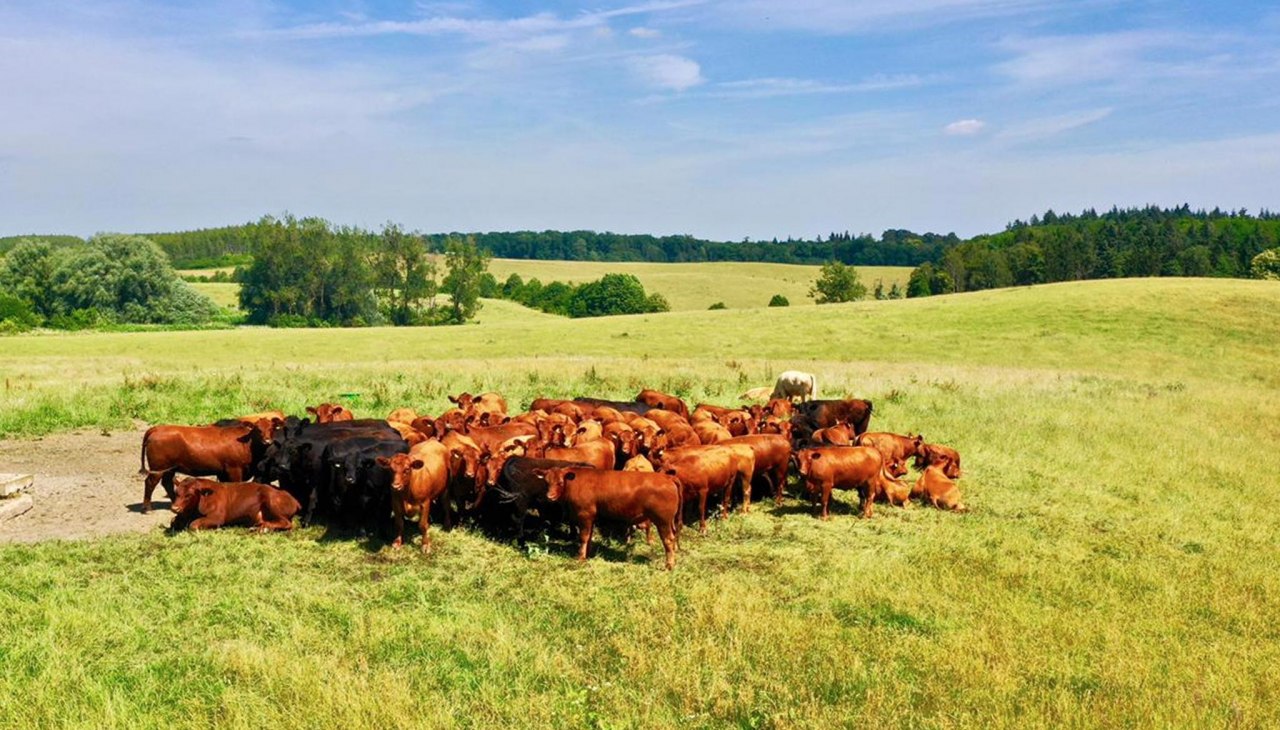 Auf dem Gut Klepelshagen gibt es saftige Wiesen und viel Platz für die Klepelshagener Bio Weiderinder, © Gourmet Manufaktur Gut Klepelshagen Auf dem Gut Klepelshagen gibt es saftige Wiesen und viel Platz für die Klepelshagener Bio Weiderinder, © Gourmet Manufaktur Gut Klepelshagen